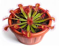 Image result for Drosera