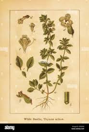 Attēlu rezultāti vaicājumam “Acinos arvensis”