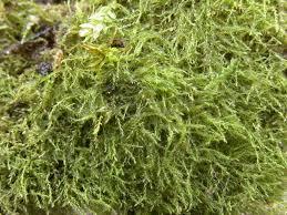 Attēlu rezultāti vaicājumam “Platydictya jungermannioides macro”