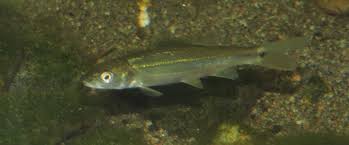 Image result for Mylopharodon conocephalus