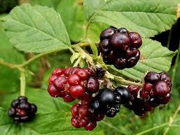 Attēlu rezultāti vaicājumam “Rubus caesius fruit”