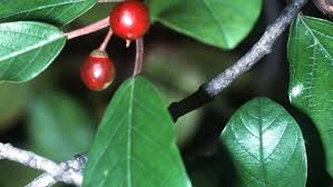 Attēlu rezultāti vaicājumam “Frangula alnus leaf”