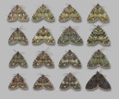 Attēlu rezultāti vaicājumam “Hydriomena furcata”