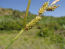 Attēlu rezultāti vaicājumam “Carex pallescens”