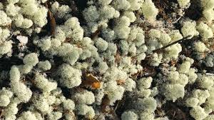 Attēlu rezultāti vaicājumam “Hypocrea gelatinosa”