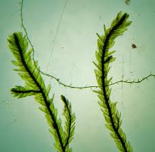 Attēlu rezultāti vaicājumam “Straminergon stramineum”