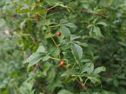 Attēlu rezultāti vaicājumam “Vitaceae”