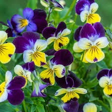 Attēlu rezultāti vaicājumam “Viola tricolor flower”