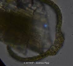 Attēlu rezultāti vaicājumam “Dicranum montanum var. truncicolum”