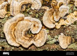 Attēlu rezultāti vaicājumam “Trametes ochracea”