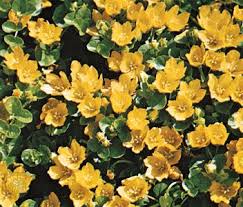 Attēlu rezultāti vaicājumam “Primulaceae”