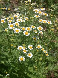 Image result for Tanacetum parthenium