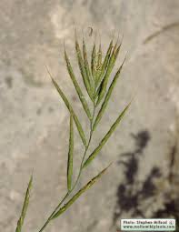 Attēlu rezultāti vaicājumam “Brachypodium sylvaticum”