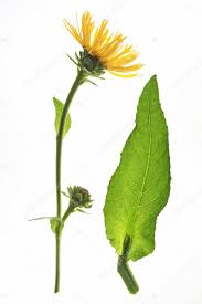 Attēlu rezultāti vaicājumam “Inula helenium leaf”