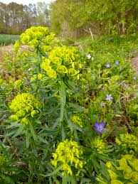 Attēlu rezultāti vaicājumam “Euphorbia cyparissias flower”