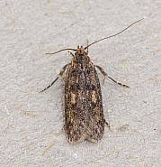 Attēlu rezultāti vaicājumam “Denisia similella”