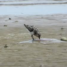 Attēlu rezultāti vaicājumam “Calidris alba adult”