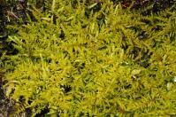 Attēlu rezultāti vaicājumam “Palustriella decipiens”