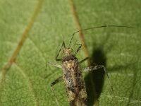 Attēlu rezultāti vaicājumam “Physatocheila smreczynskii”