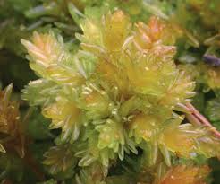 Attēlu rezultāti vaicājumam “Sphagnum compactum”