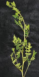 Attēlu rezultāti vaicājumam “Veronica officinalis leaf”