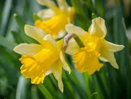 Attēlu rezultāti vaicājumam “Narcissus flower”