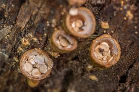 Attēlu rezultāti vaicājumam “Crucibulum laeve”