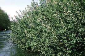 Attēlu rezultāti vaicājumam “Salix cinerea”