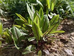 Image result for Rumex sanguineum