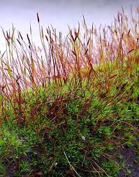 Attēlu rezultāti vaicājumam “Tortula subulata”