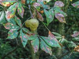 Attēlu rezultāti vaicājumam “Aesculus flava leaf”