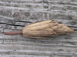 Attēlu rezultāti vaicājumam “Liriodendron tulipifera fruit”