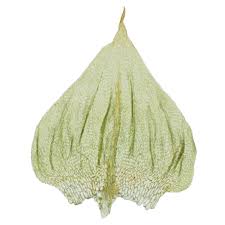 Attēlu rezultāti vaicājumam “Palustriella decipiens”