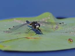 Attēlu rezultāti vaicājumam “Leucorrhinia caudalis male”