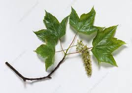 Attēlu rezultāti vaicājumam “Acer pseudoplatanus leaf”