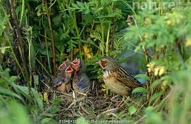 Image result for Emberiza fucata