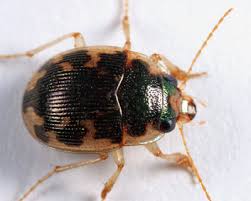 Attēlu rezultāti vaicājumam “Omophron limbatum”