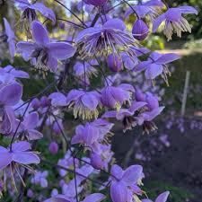Attēlu rezultāti vaicājumam “Thalictrum lucidum leaf”