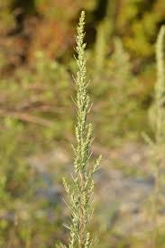 Image result for Artemisia caudata