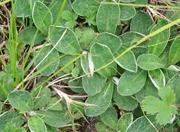 Attēlu rezultāti vaicājumam “Pilosella officinarum leaf”