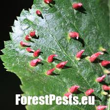 Attēlu rezultāti vaicājumam “Eriophyes tiliae”