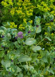 Attēlu rezultāti vaicājumam “Euphorbia palustris flower”