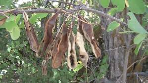 Attēlu rezultāti vaicājumam “Robinia pseudoacacia fruit”