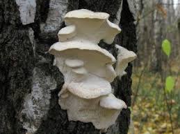 Attēlu rezultāti vaicājumam “Tyromyces chioneus”