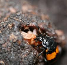 Attēlu rezultāti vaicājumam “Nicrophorus vespilloides”