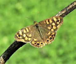 Attēlu rezultāti vaicājumam “Pararge aegeria underside”