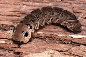 Attēlu rezultāti vaicājumam “Deilephila elpenor larva”