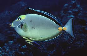 Image result for Naso lituratus