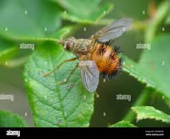 Attēlu rezultāti vaicājumam “Insecta”