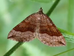 Attēlu rezultāti vaicājumam “Scotopteryx chenopodiata”